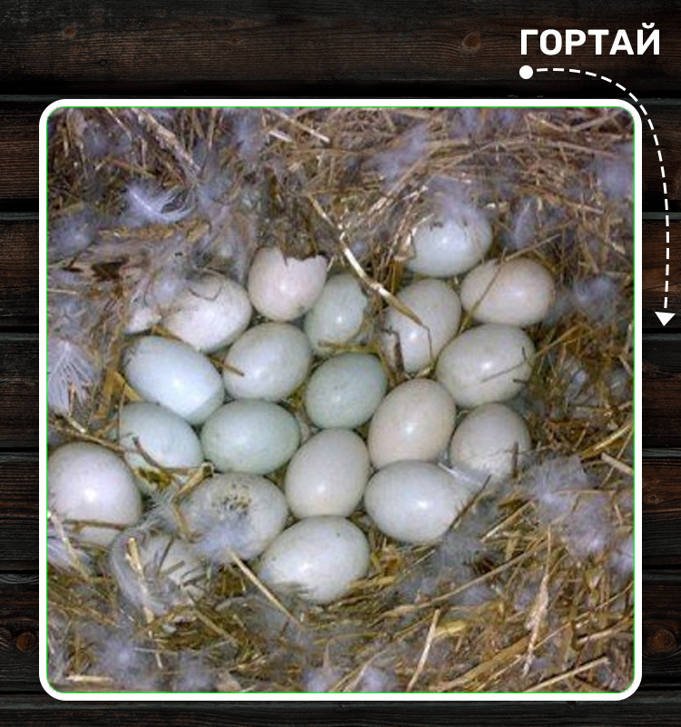 Покращення апетиту
